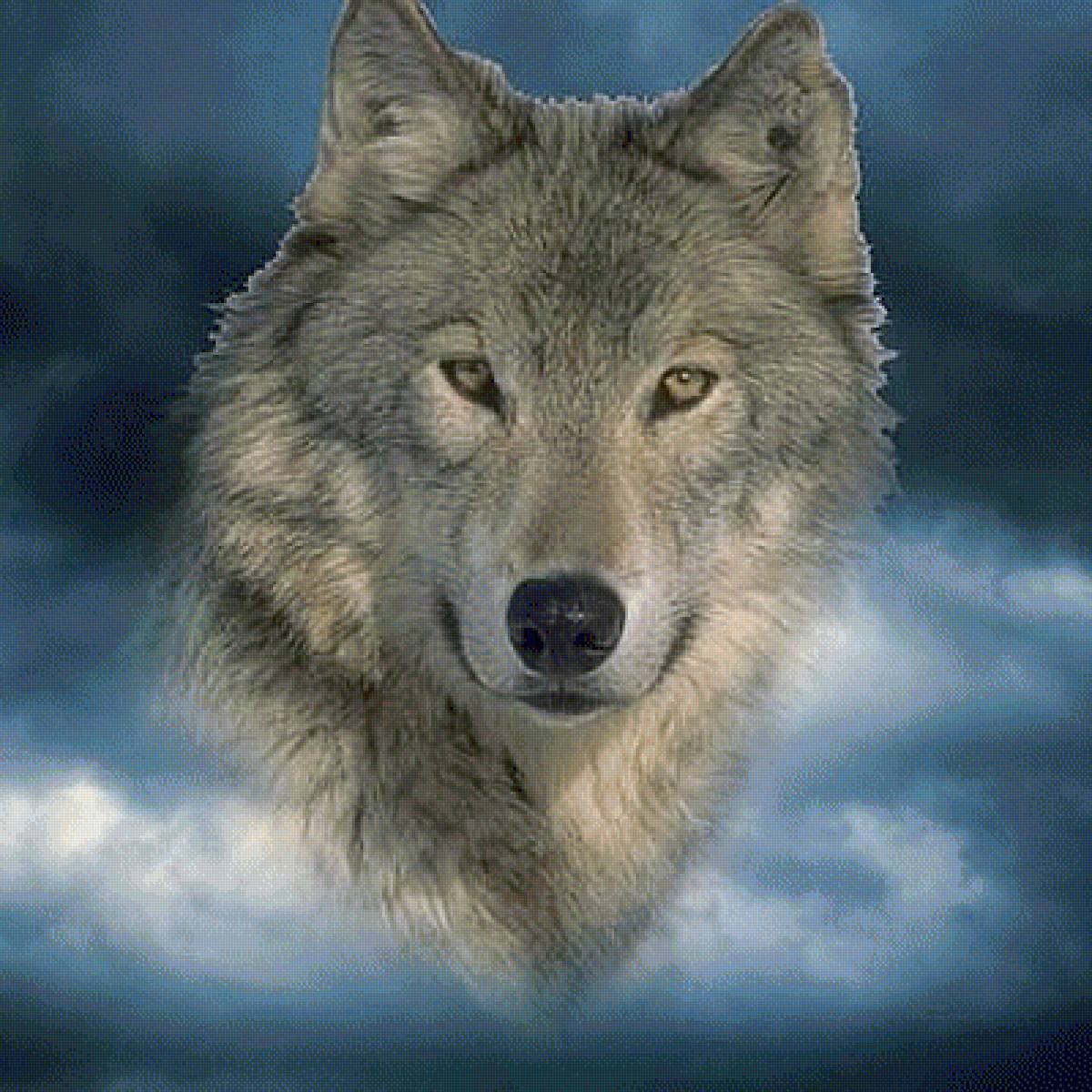 Морда одинокого волка