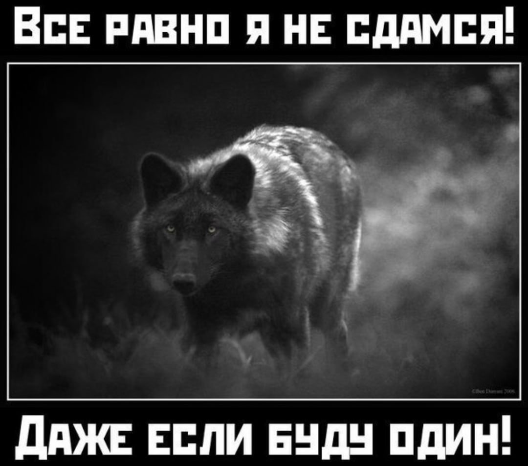 Гордый волк цитаты