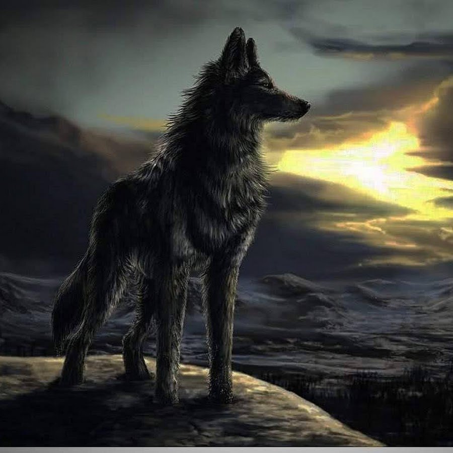 Красивый гордый волк