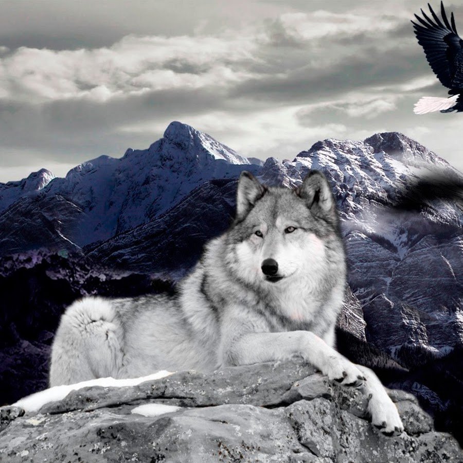 Я одинокий волк