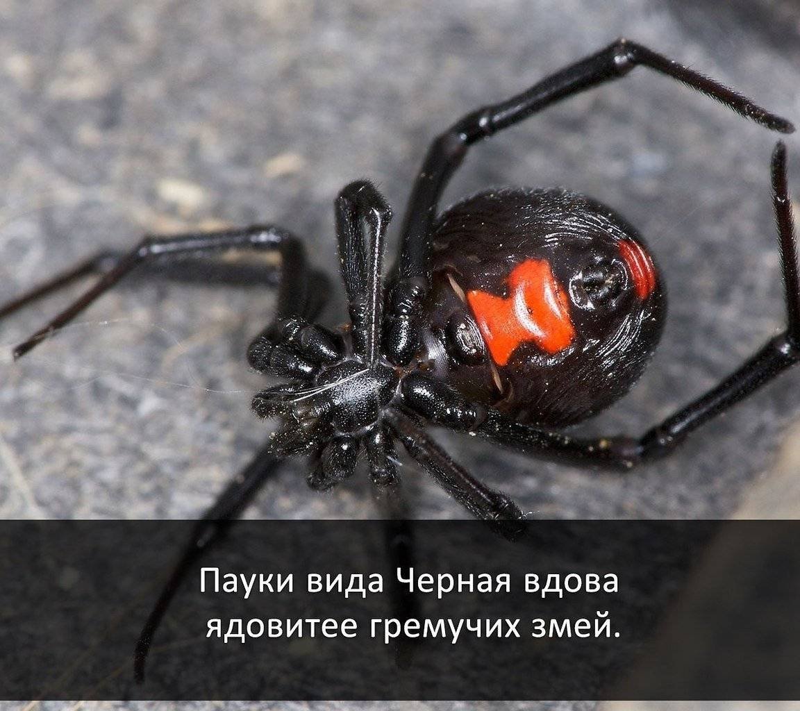 Черная вдова паук