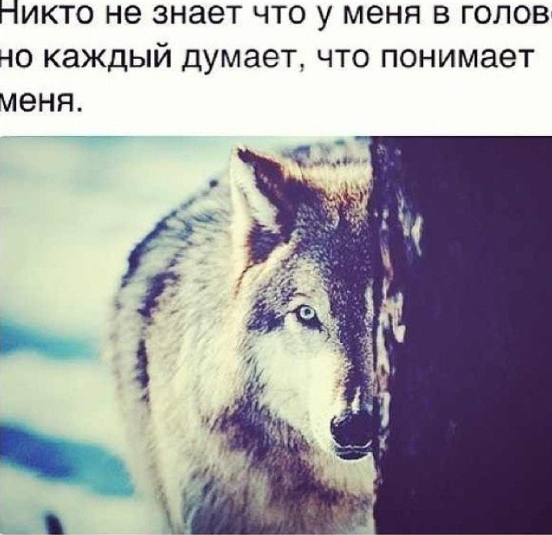 Статус про Волков и шакалов