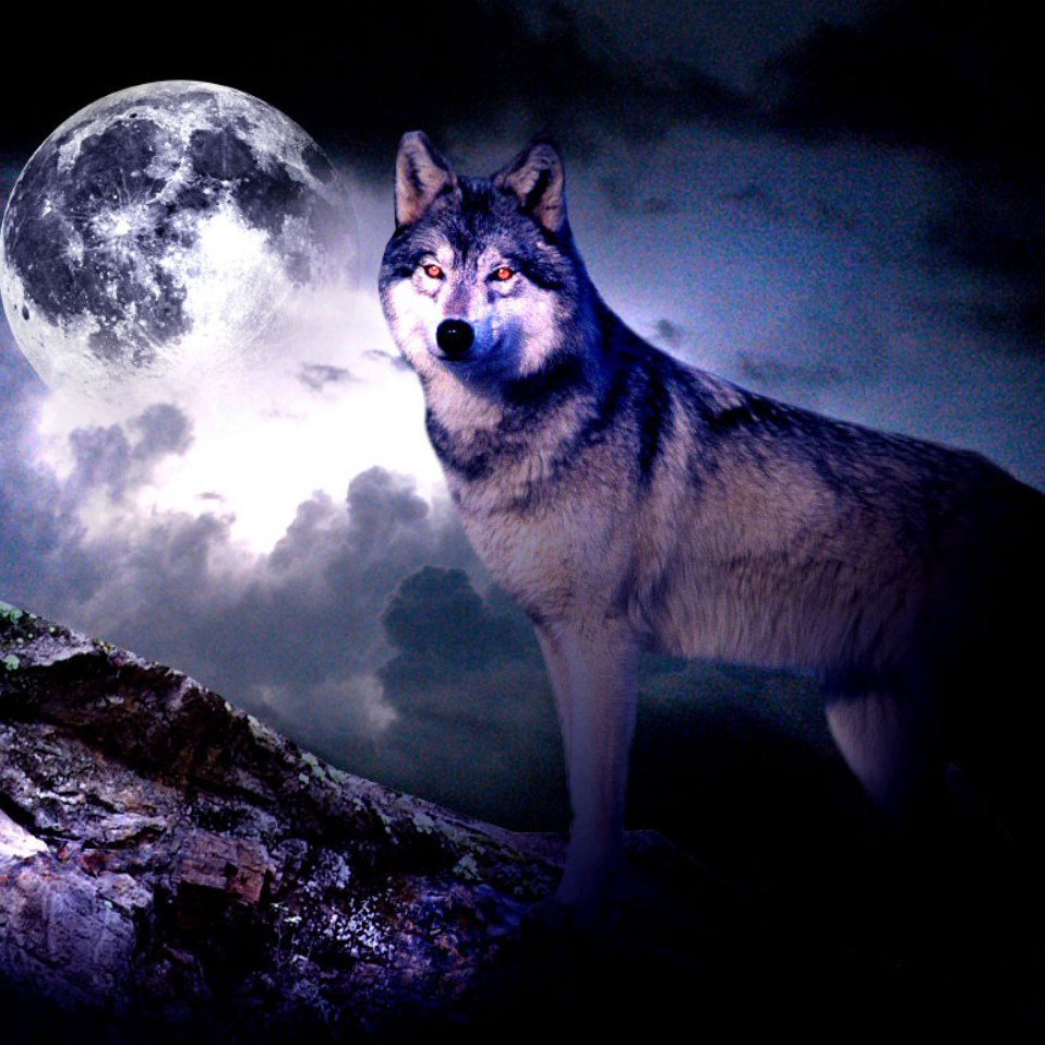 Волк и Луна