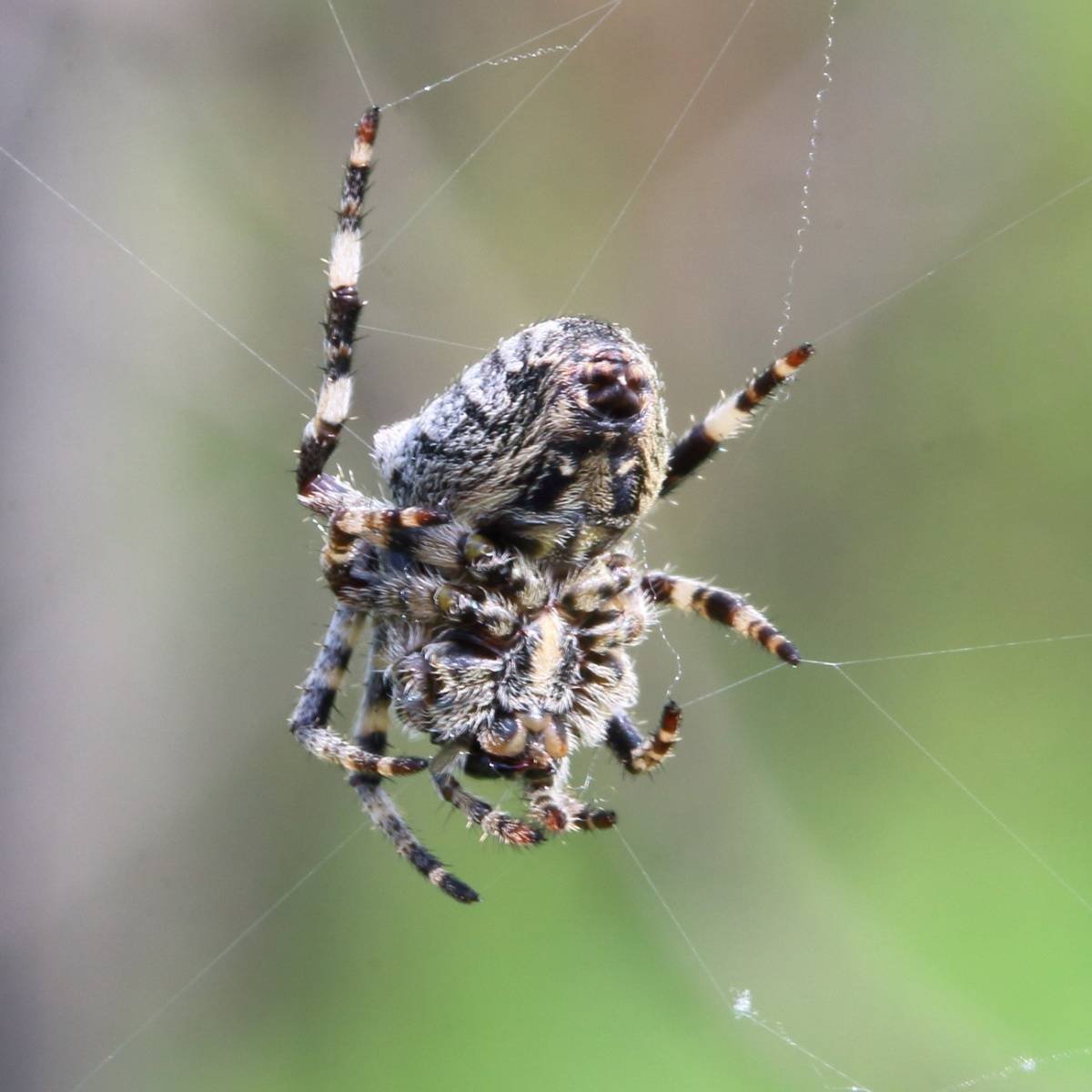 Паук крестовик Каракурт