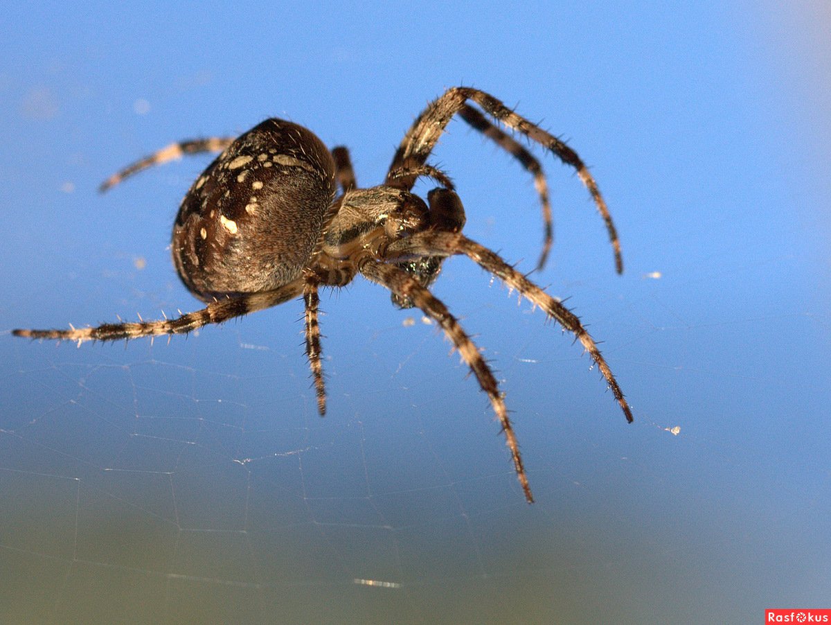 Большие пауки в Ленинградской области