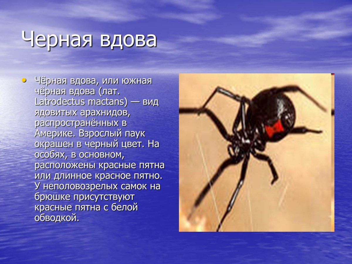 Сообщение о пауке черная вдова