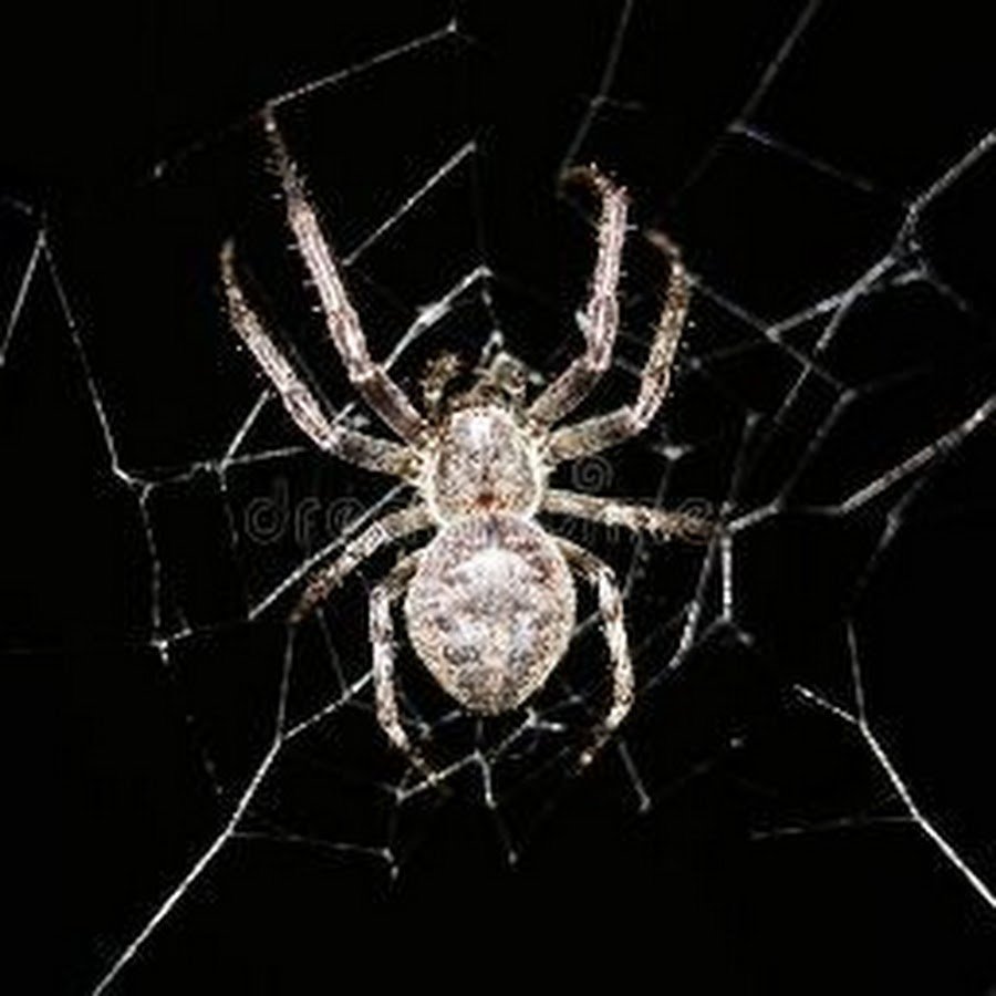 Паук с белым крестом на спине