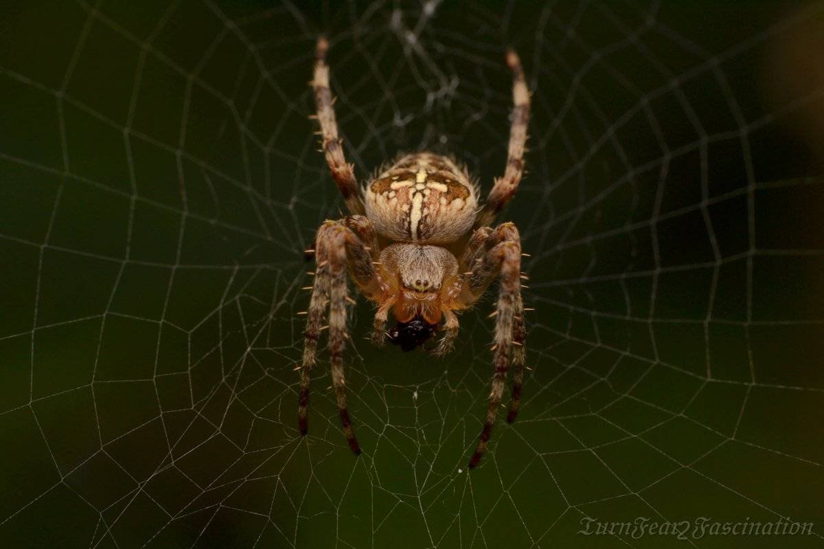 Паутина крестовика