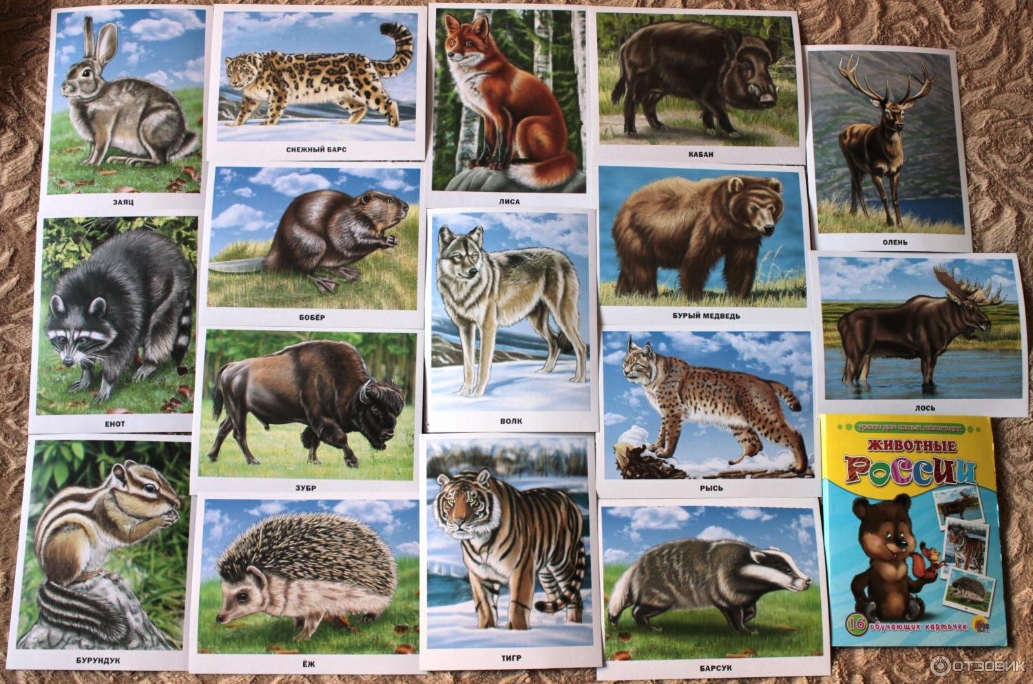 Обитатели северной америки. Плакат. Животные. Плакат "Дикие животные". Животные России для детей. Карточки. Животные Африки.