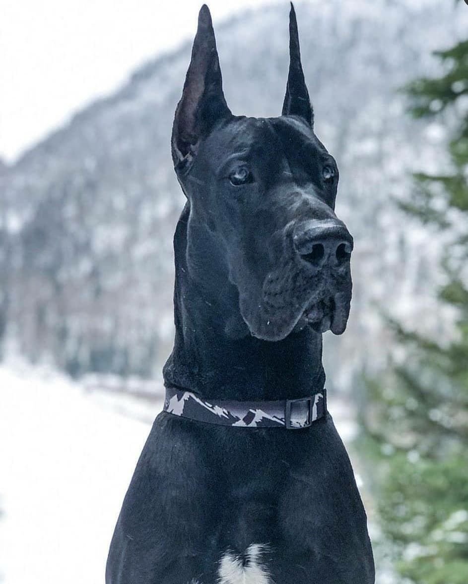 Дог Королевский чистокровный