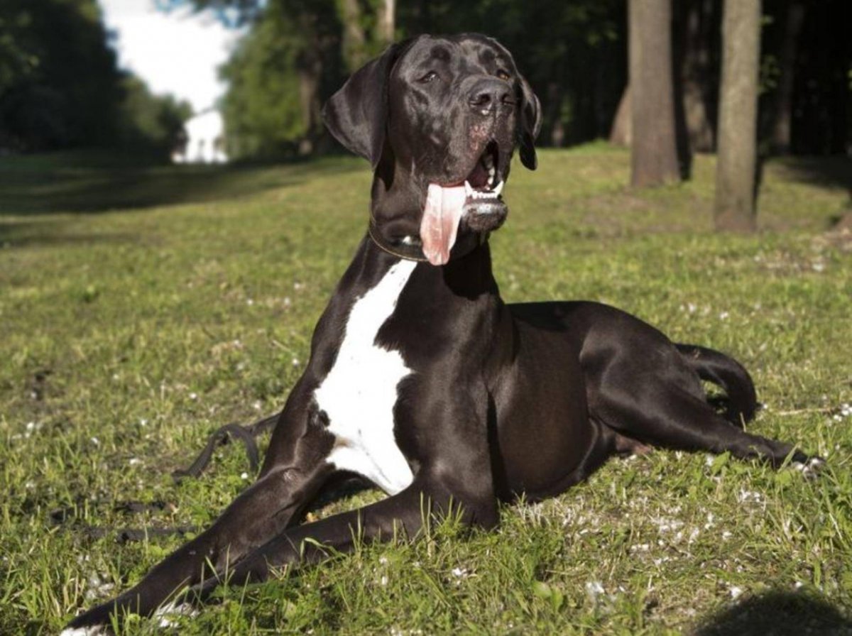 Дог Королевский некупированный