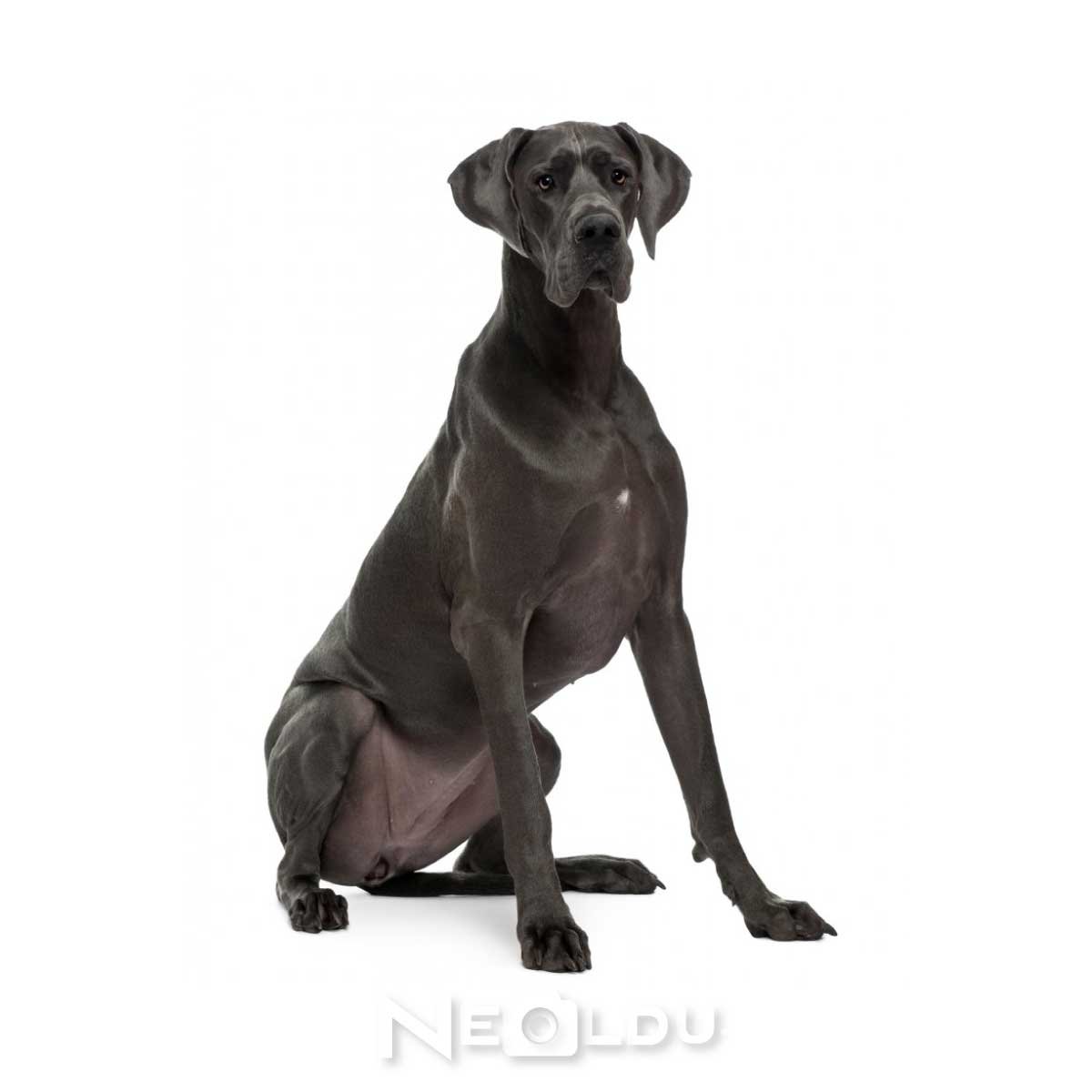 Дог на белом фоне