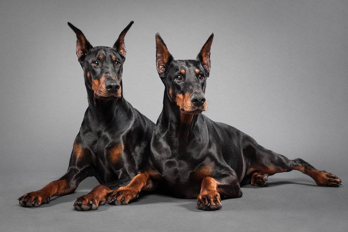 Королевский Доберман