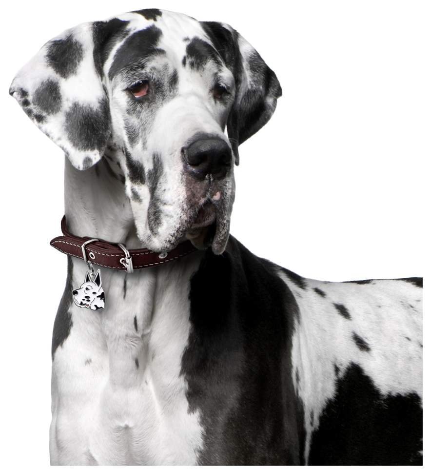 Немецкий дог окрас Арлекин