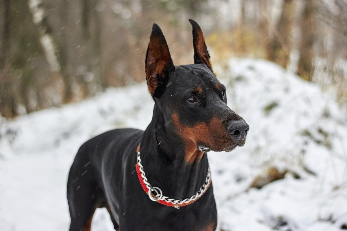 Доберман Владека Рошины