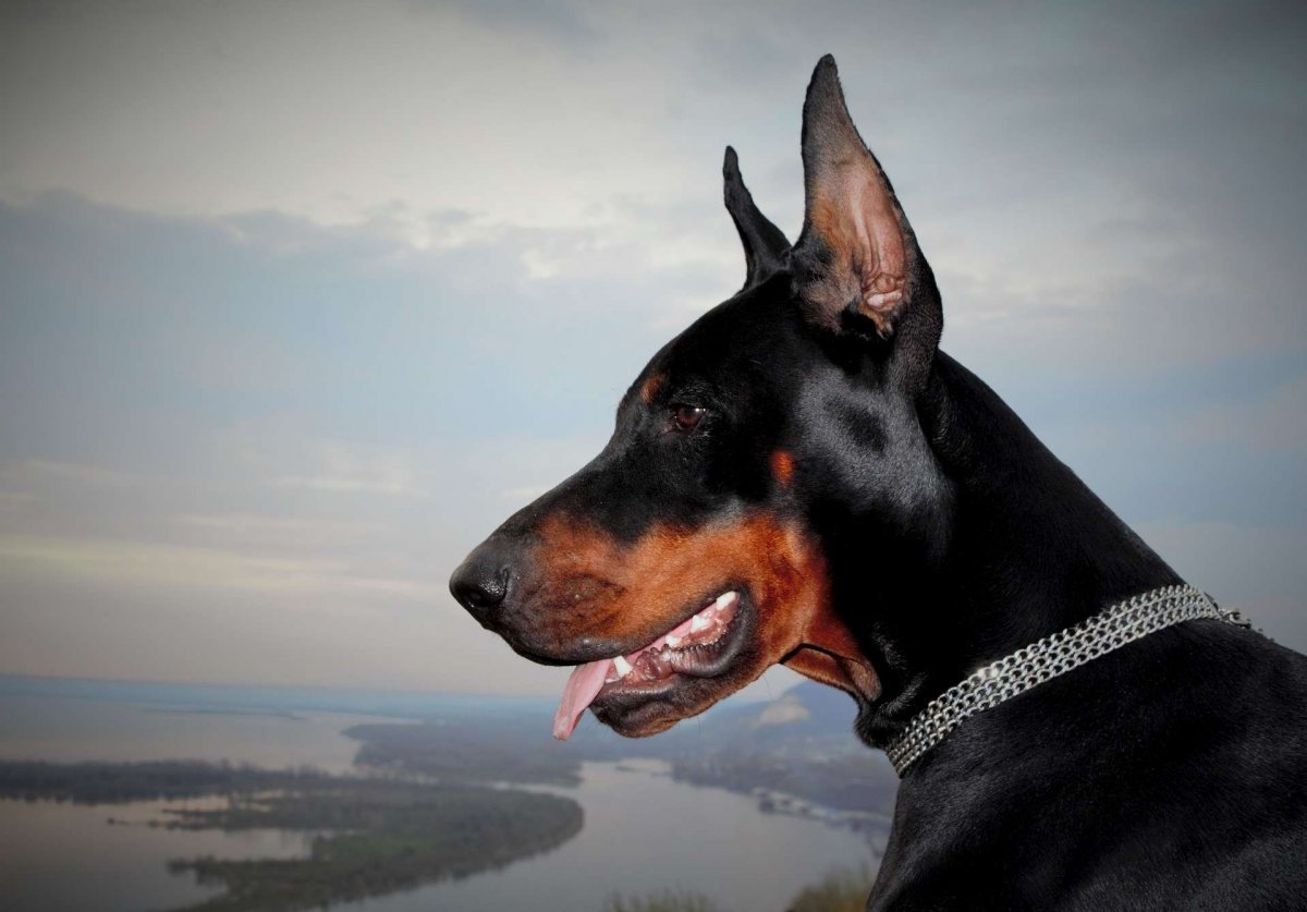 Доберман бойцовская