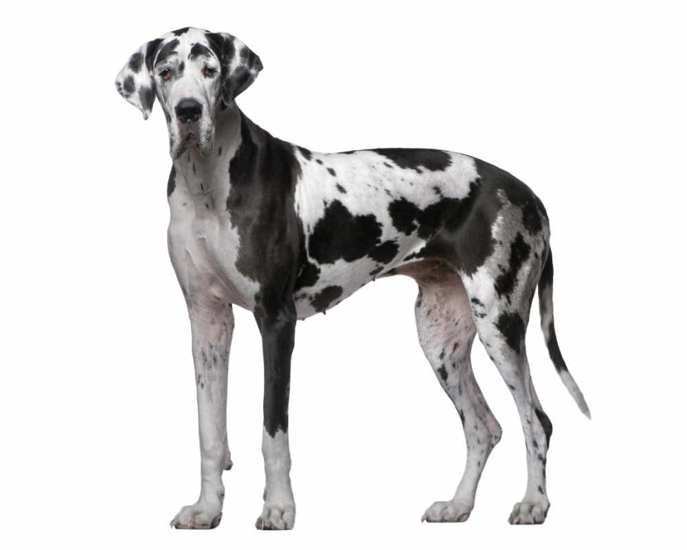 Great Dane белый