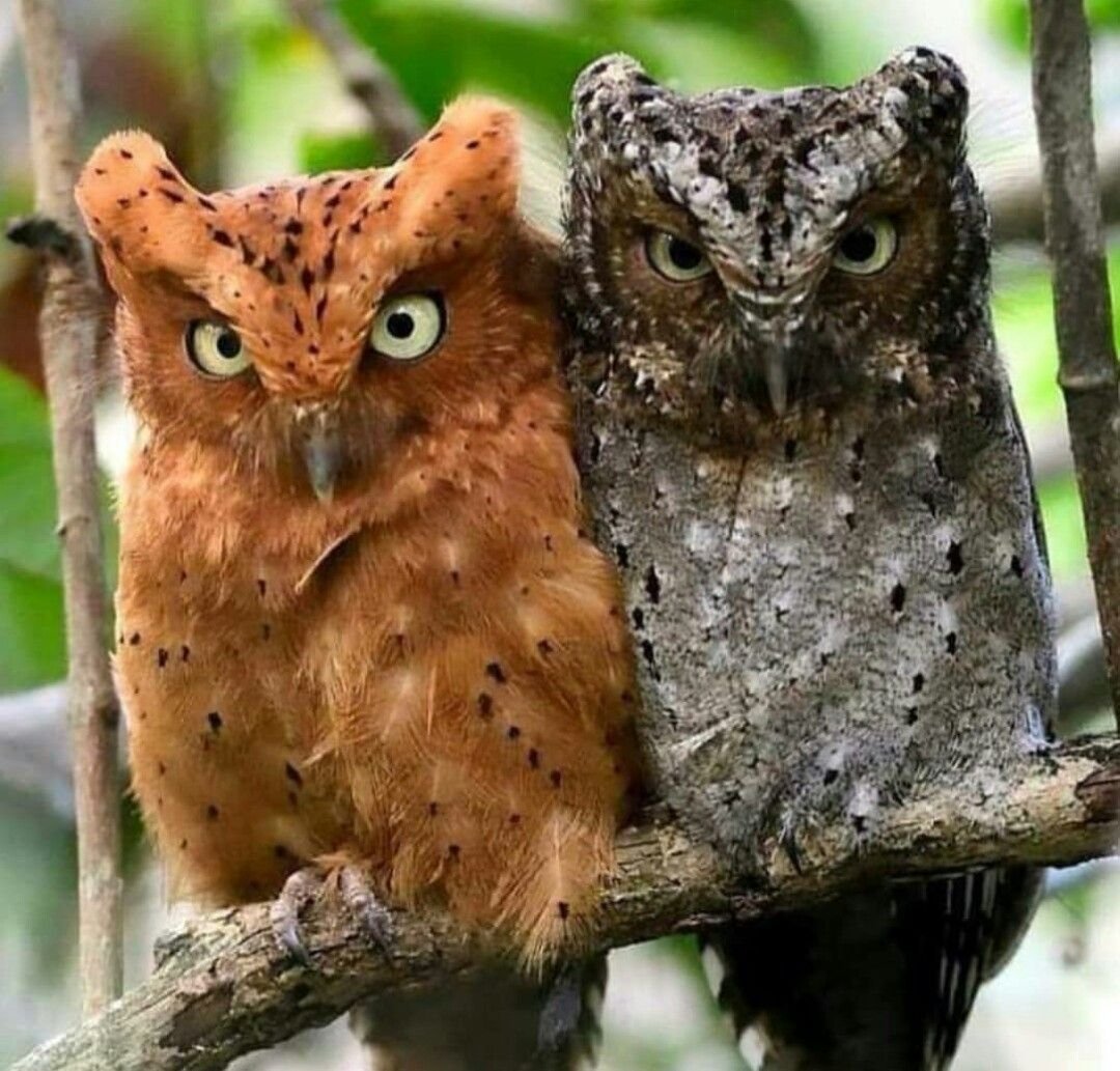 Сплюшка Otus SCOPS