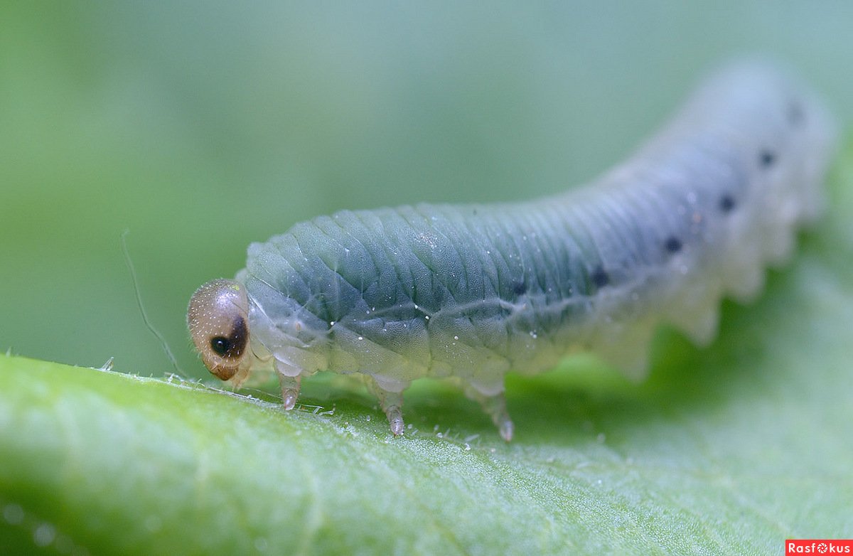 Личинка пилильщика Tenthredinidae