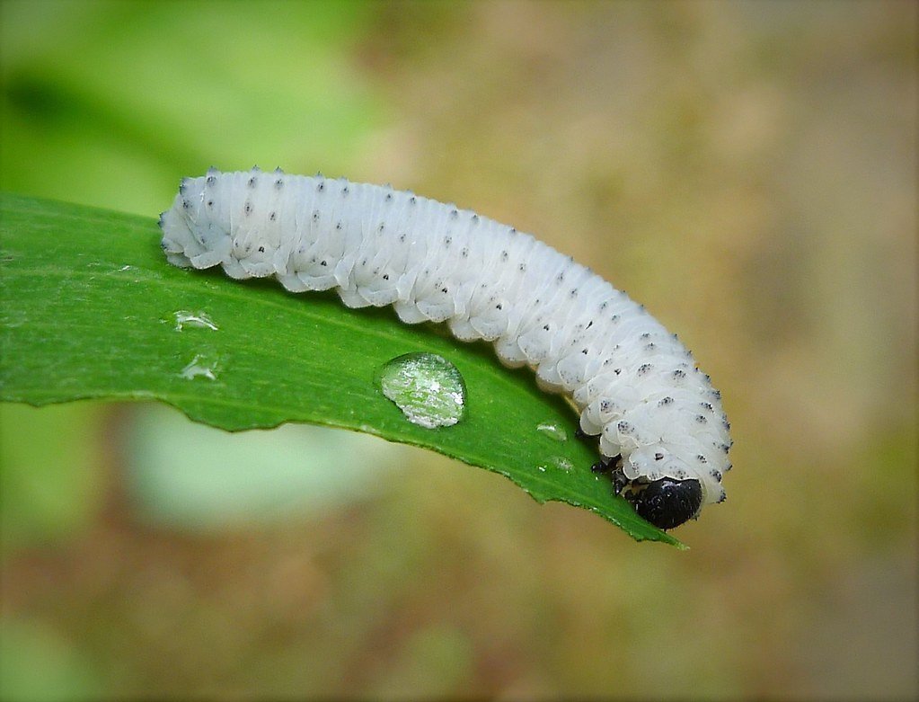 КУПЕНОВЫЙ пилильщик (Phymatocera aterrima).