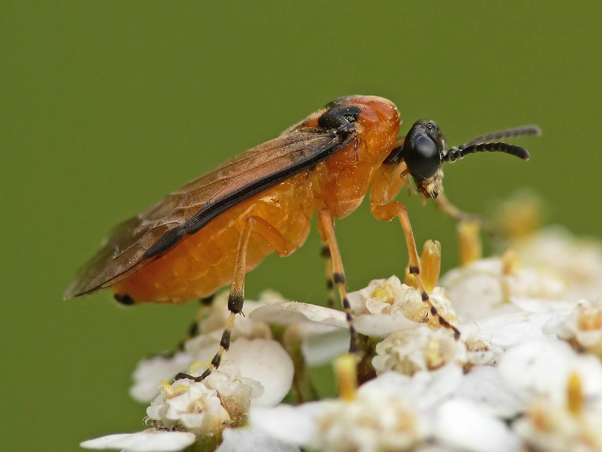 Рапсовый пилильщик (Athalia Rosae)