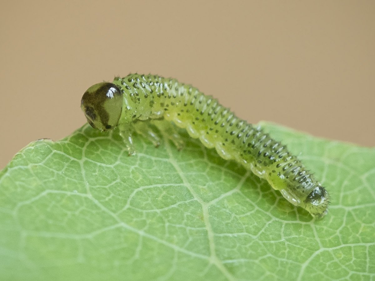 Рапсовый пилильщик гусеница