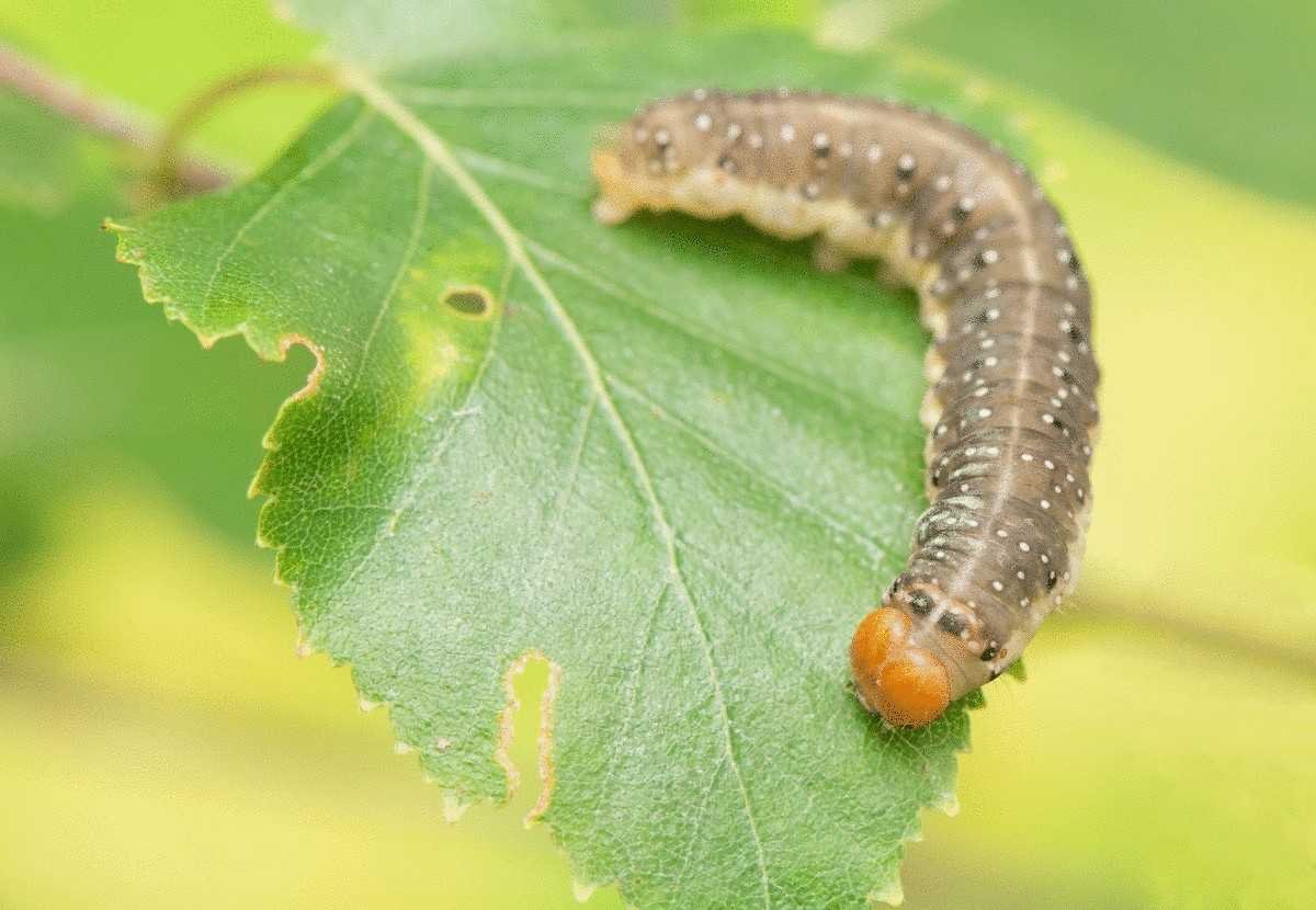 Восточная плодожорка гусеница