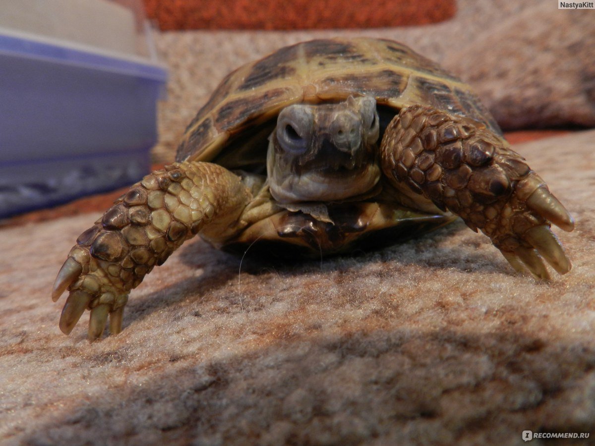 Черепашки + –. Стоит ли заводить ?