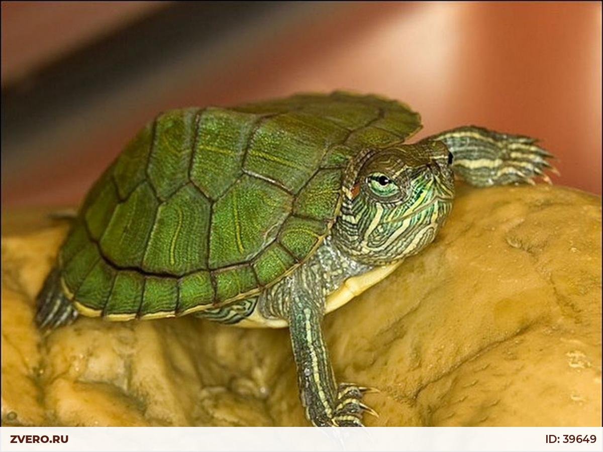 Мексиканские декоративные Черепашки