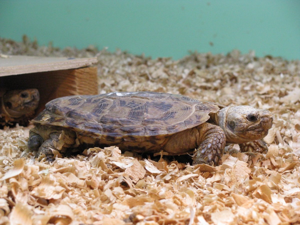 Malacochersus tornieri