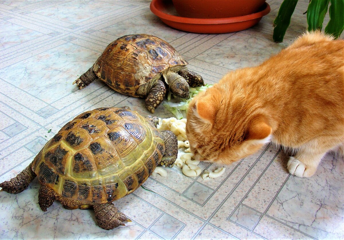 Моя черепаха