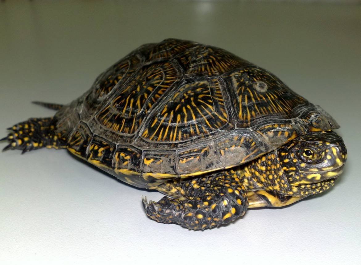 Европейская Болотная черепаха