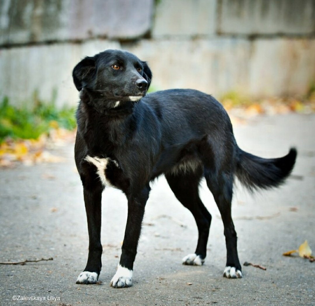 Собака дворняжка серная