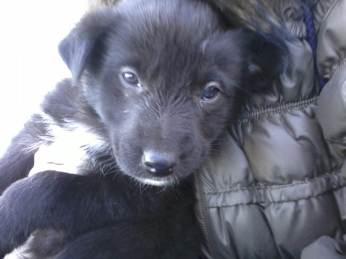 Черный щенок дворняжки