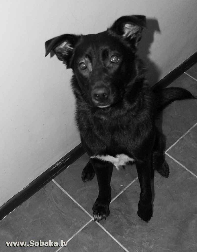 Собаки породы дворняжки чёрный