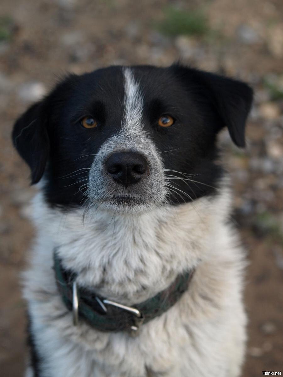 Королевский двортерьер