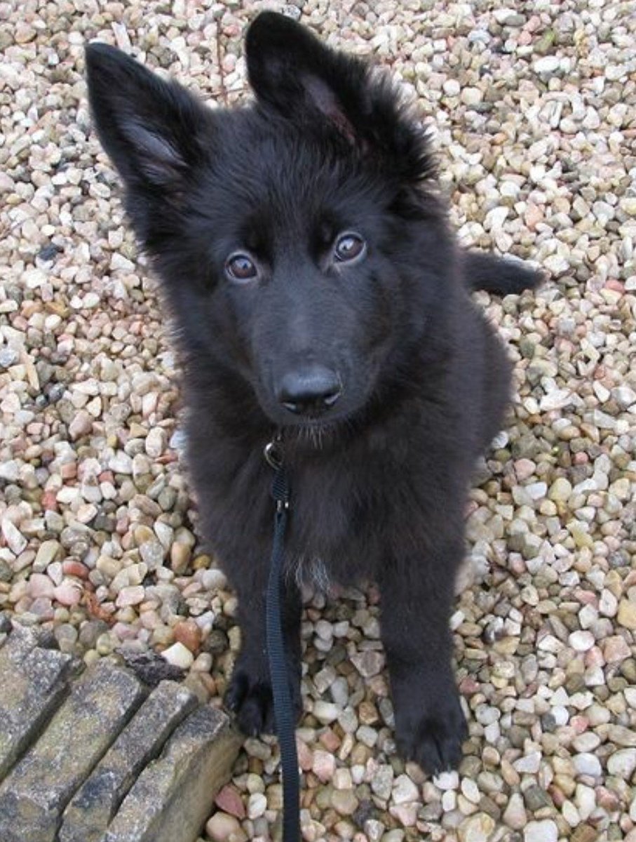 Дворняга и черная немецкая овчарка