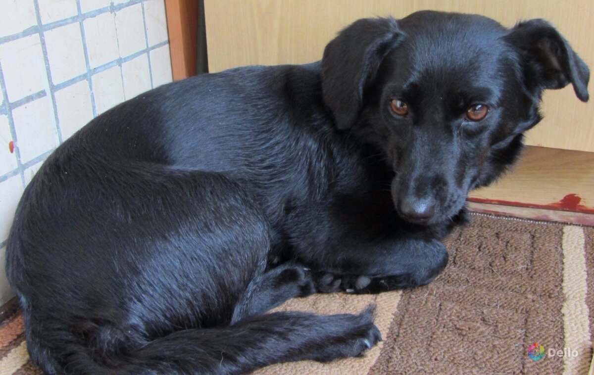 Черный щенок дворняжки