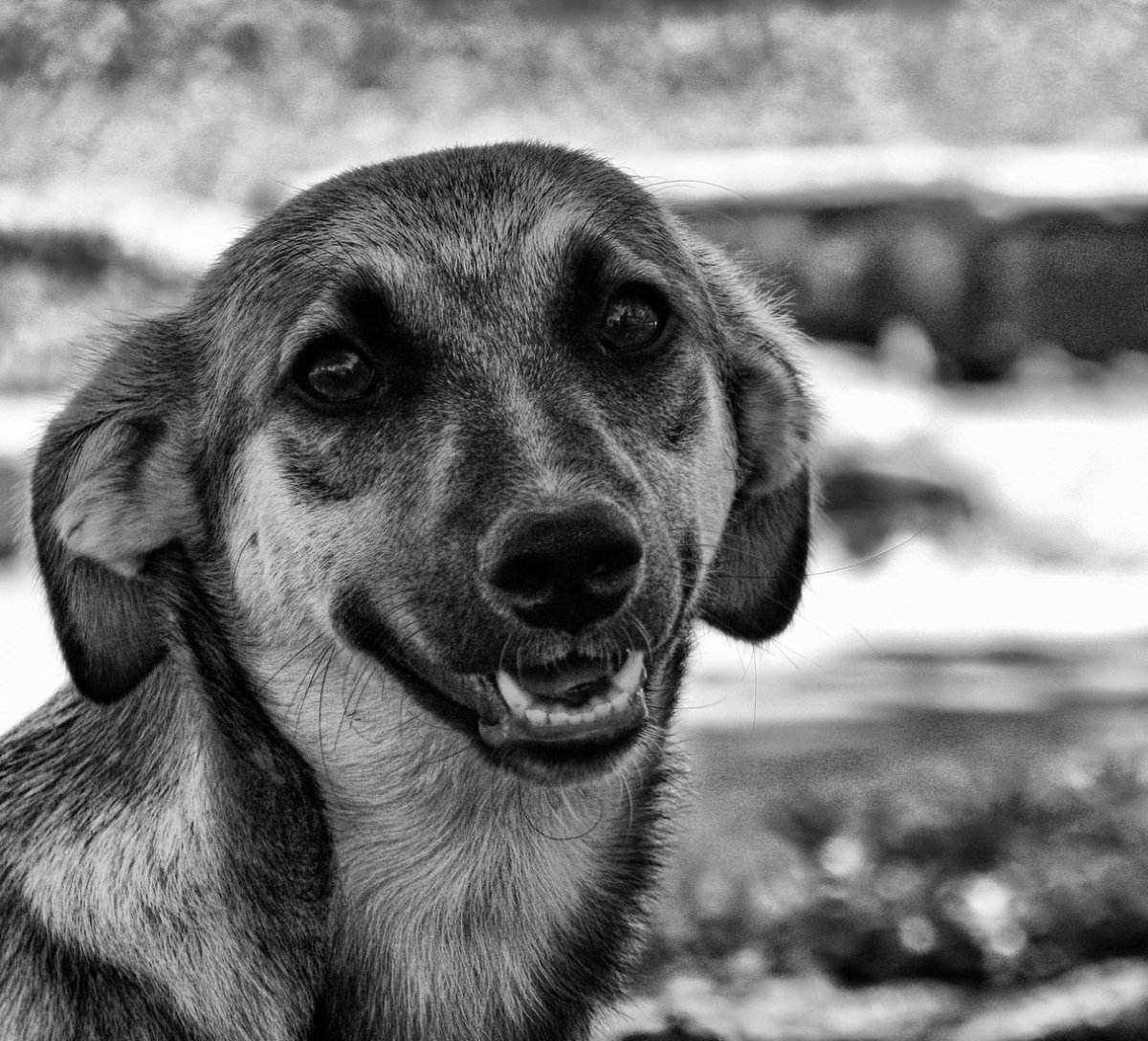 Собака дворняжка