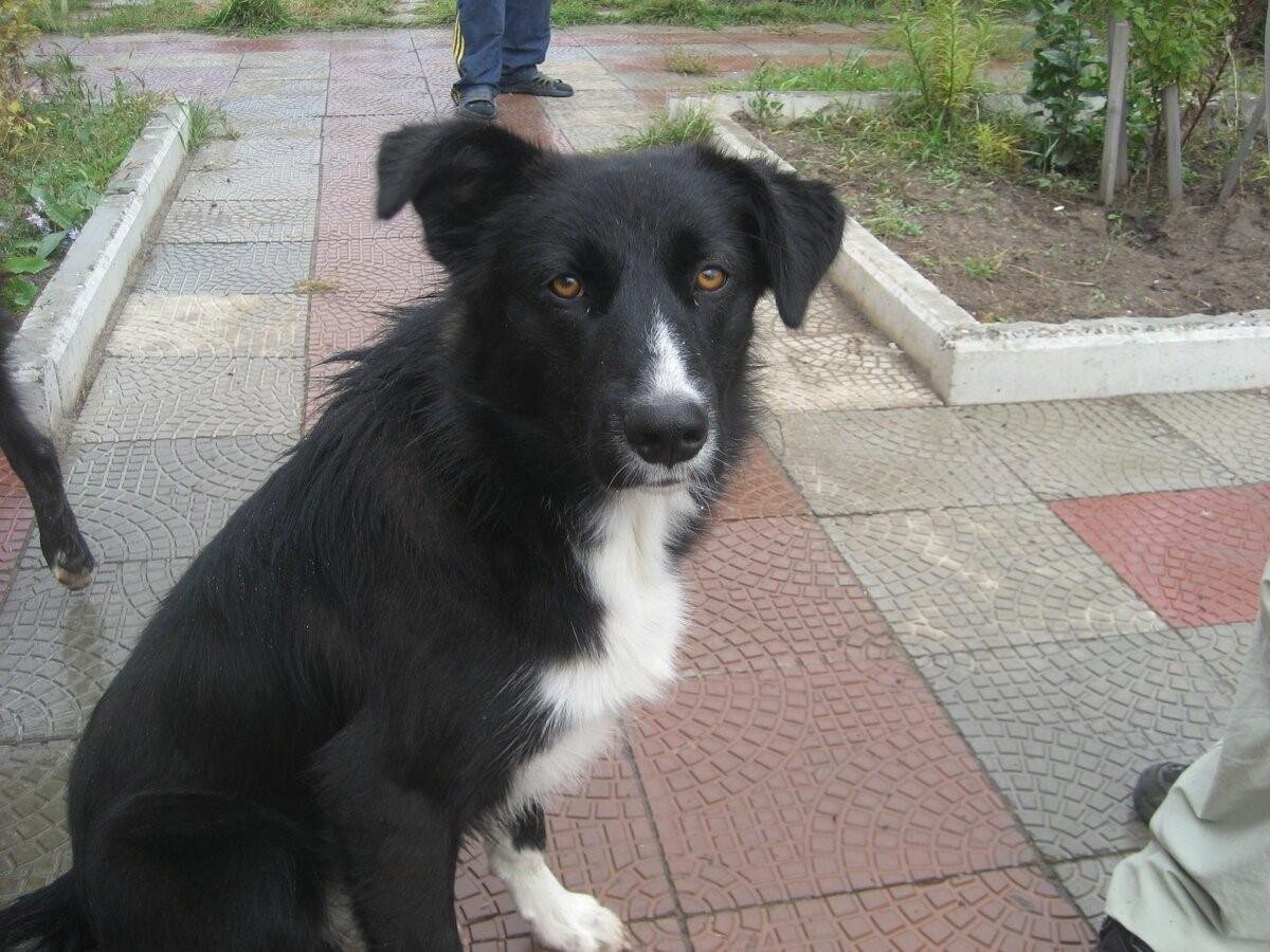 Беспородная собака дворняжка черная