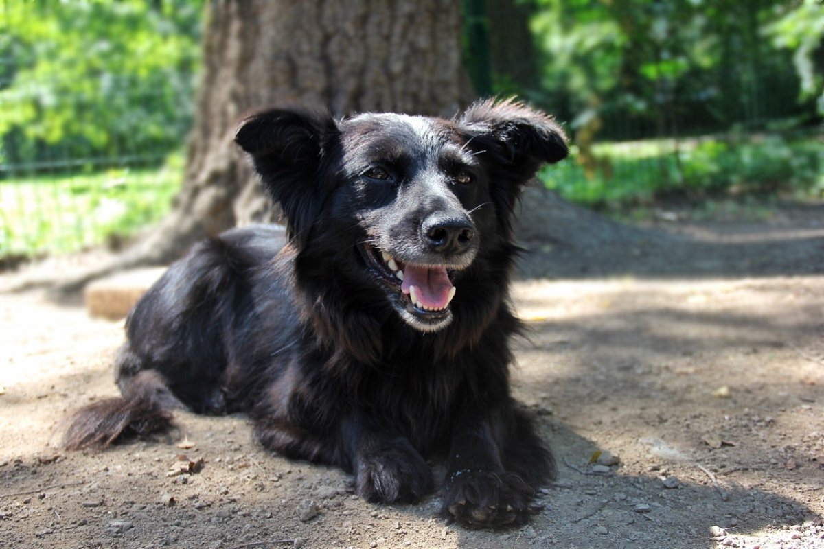 Дворняга лохматая