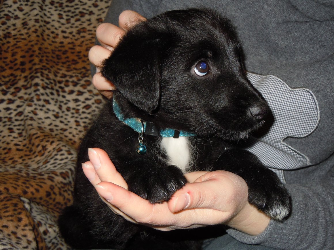 Черный щенок дворняжки