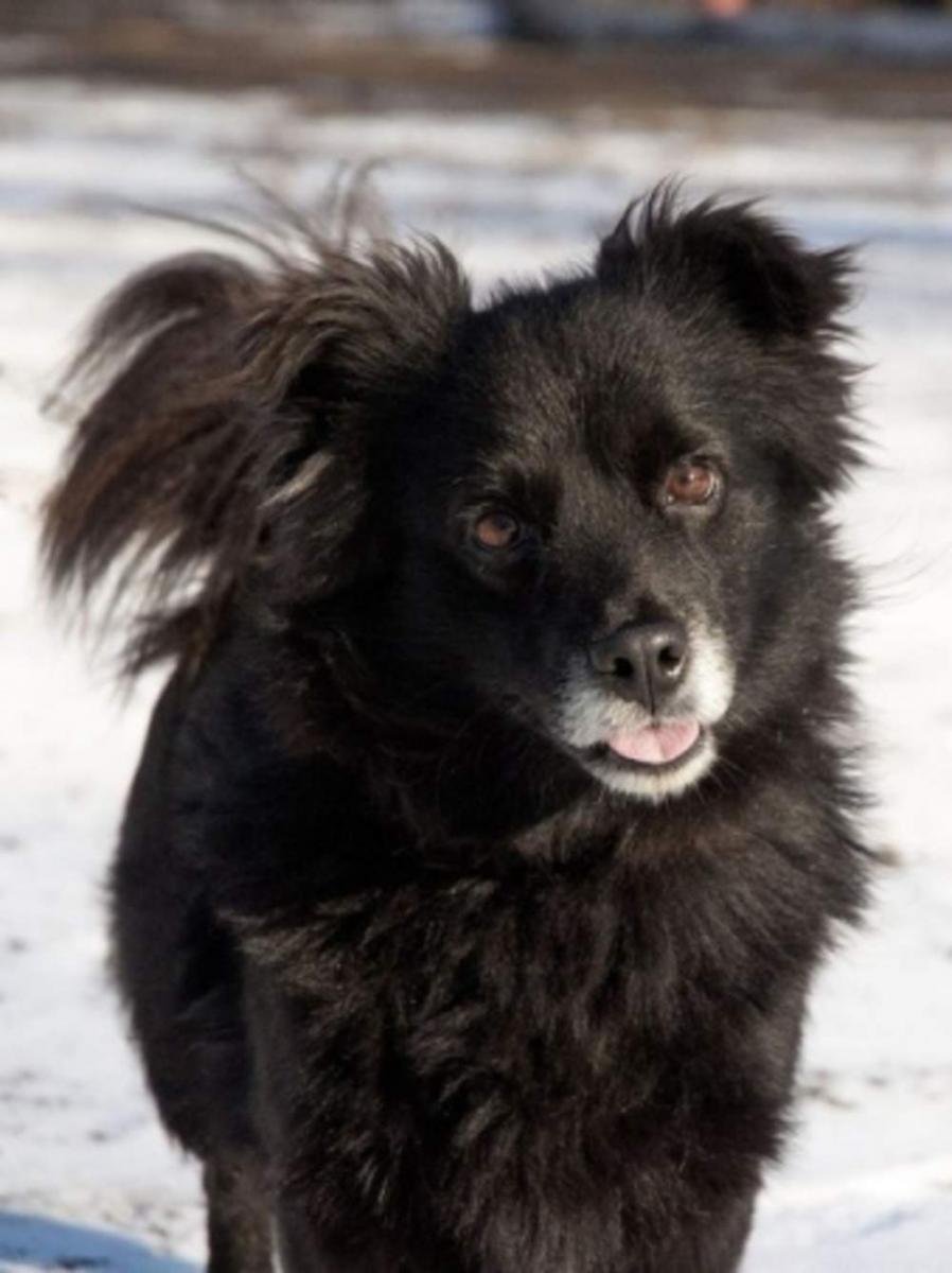 Черный пес дворняга