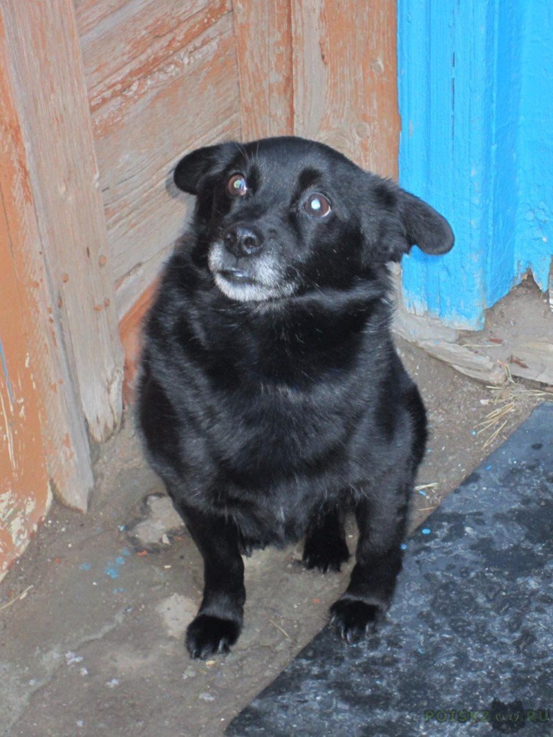 Черная маленькая собачка дворняжка