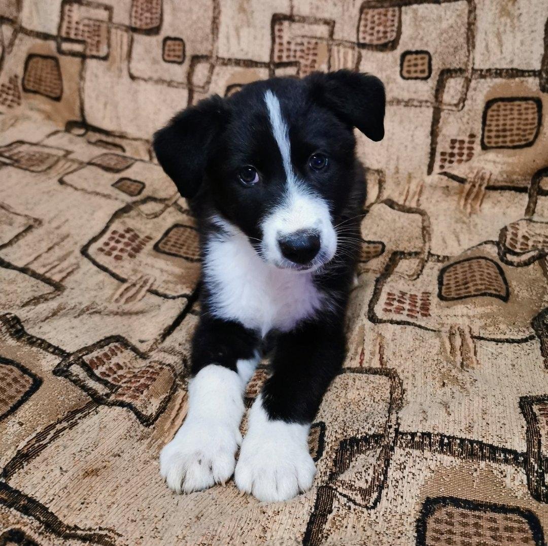 Черно белая дворняга