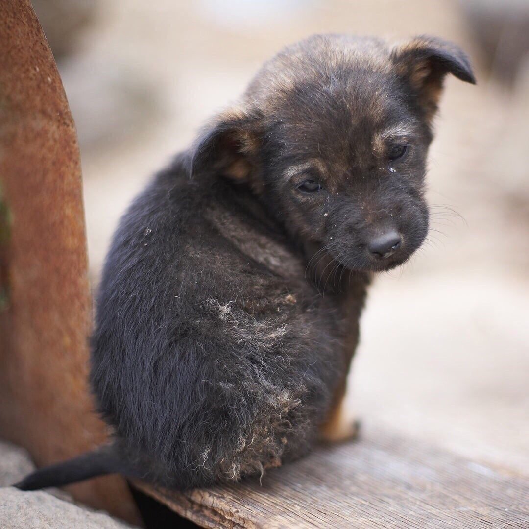 Бездомный щенок