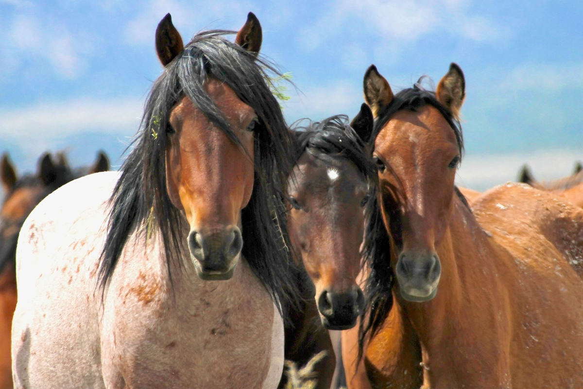 Мустанги лошади табун