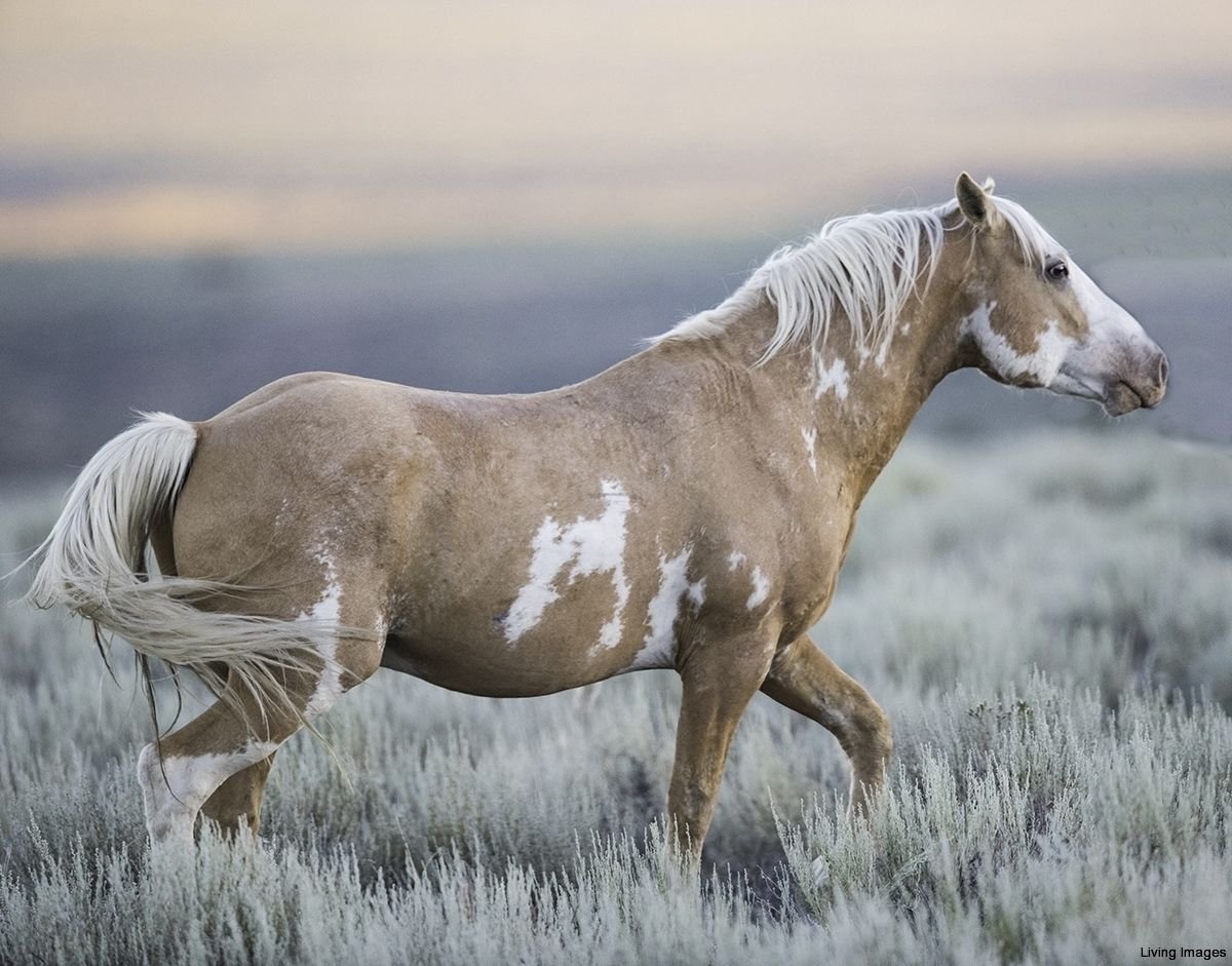 Mustang Horse Palomino
