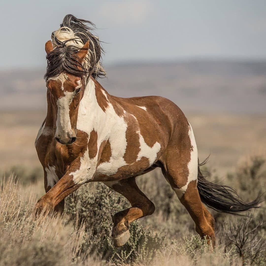 Золотой Мустанг лошадь
