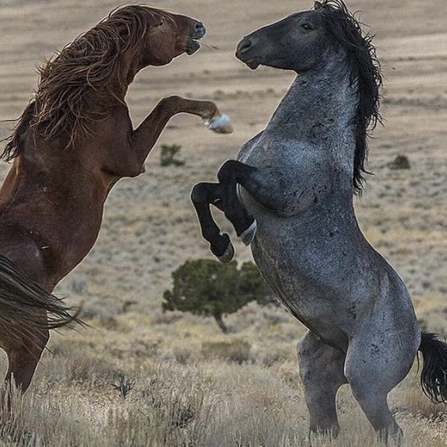 Мустанг лошадь с человеком